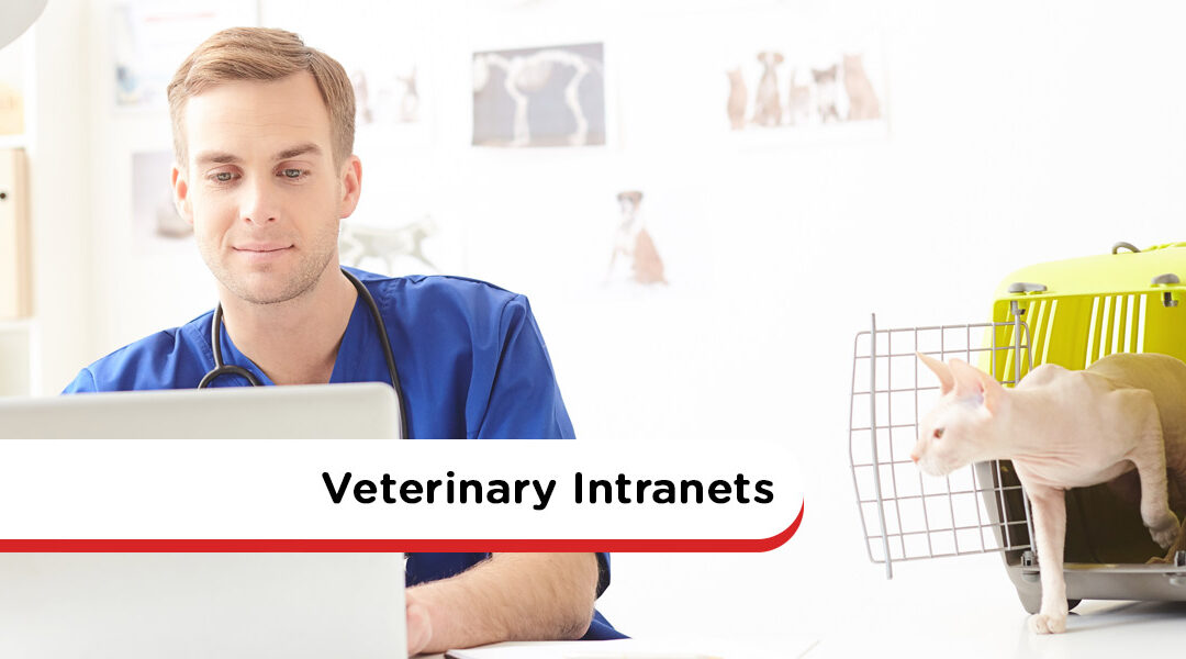 Veterinary Intranets: Improve Your Bottom Line With A Cloud Intranet