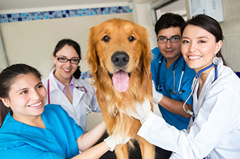 veterinary practice teams